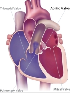 heart diagram